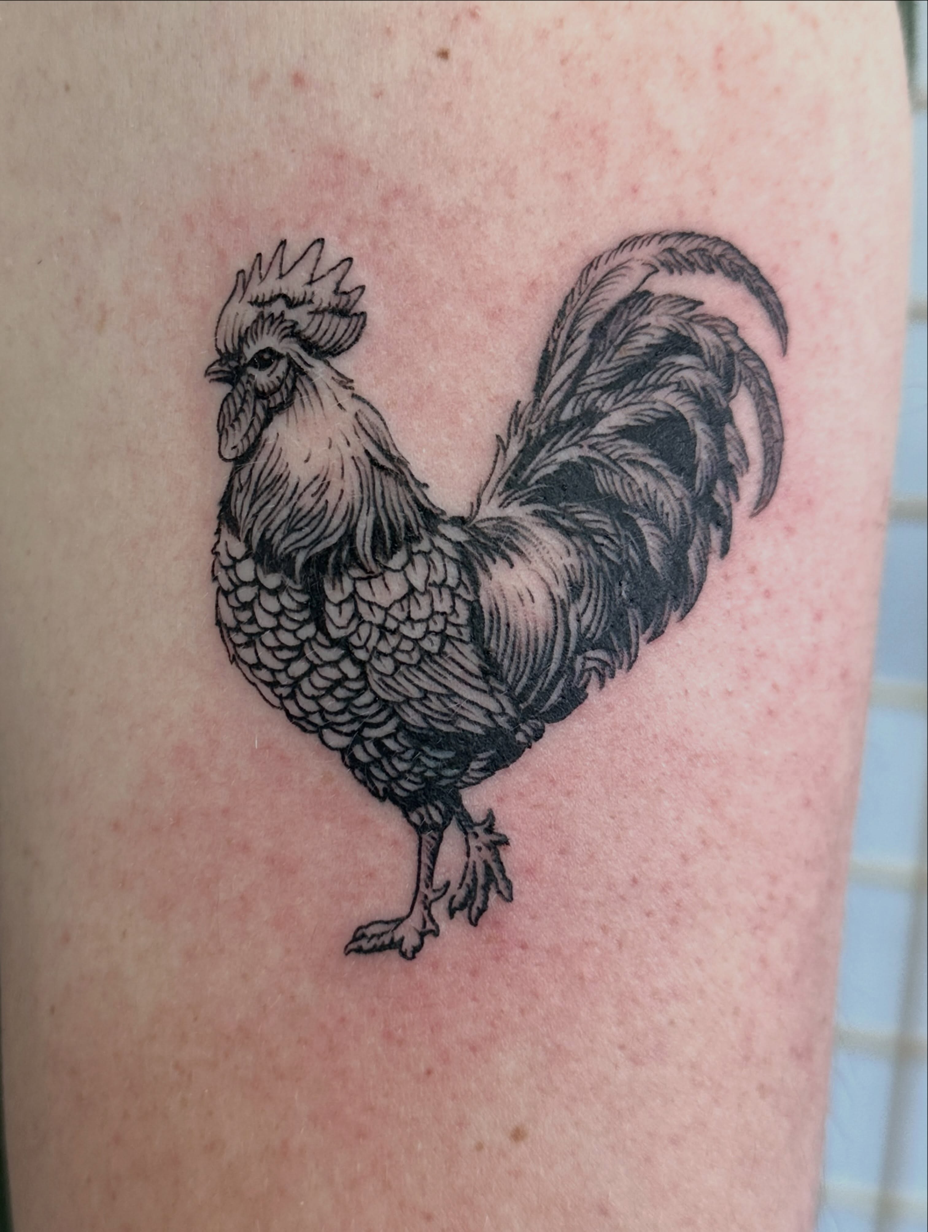 Rooster 🐓 
#engraving #woodcut #woodcuttattoo #losangelestattoo #losangelestatt… — tattoo by Mateo Pardo, Los Angeles, California