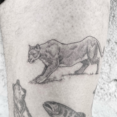 Mountain Lion added to the collection. Very nicely healed fish right under it. #… — tattoo by Sam Robichaud, Los Angeles, California