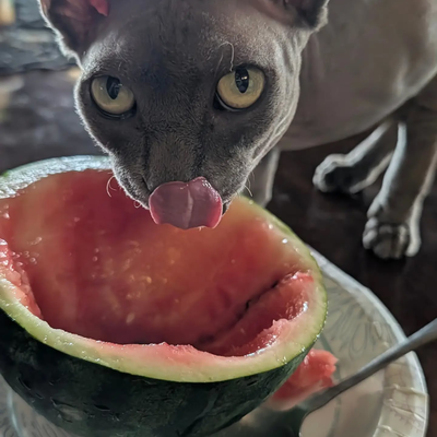 Deebo approves of my homegrown Sugar Baby Watermelon harvest...it's delish!❤️🤤 — tattoo by Jay'e Jones, Yucca Valley, California