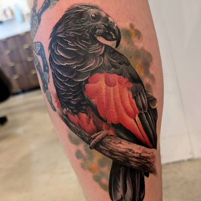 Dracula parrot! I always love tattooing birbs. Thank you, George! 

@junebugtatt… — tattoo by Janel Petch, Eagle Rock, CA