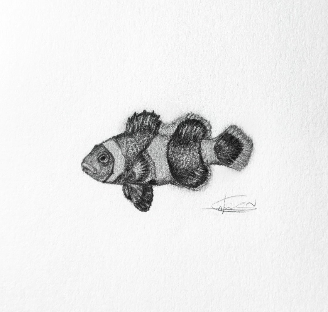#drawing #pencil_drawing #fishdrawing #tattooapprentice #apprenticetattoos — tattoo by Vicky Cruz, Los Angeles, California