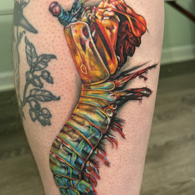 Color realism peacock mantis shrimp, the most accomplished slapper in the ocean. — tattoo by Irina Shapiro, Somerville, Massachusetts