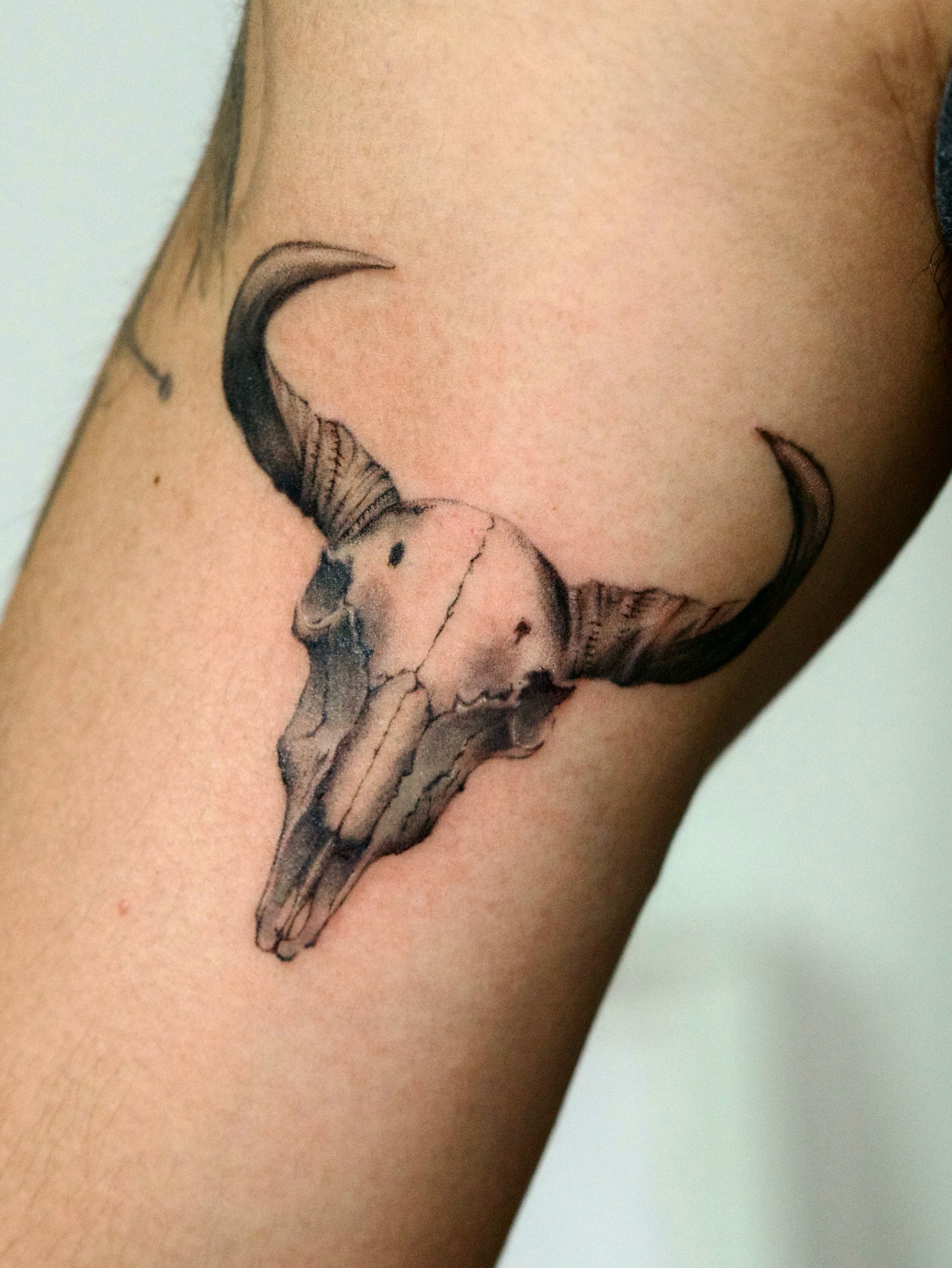 Ox skull 🐂
Thank you F for coming back for more tattoos! 

#oxskultattoo #sgtat… — tattoo by Vanessa Kee, Singapore, singapore